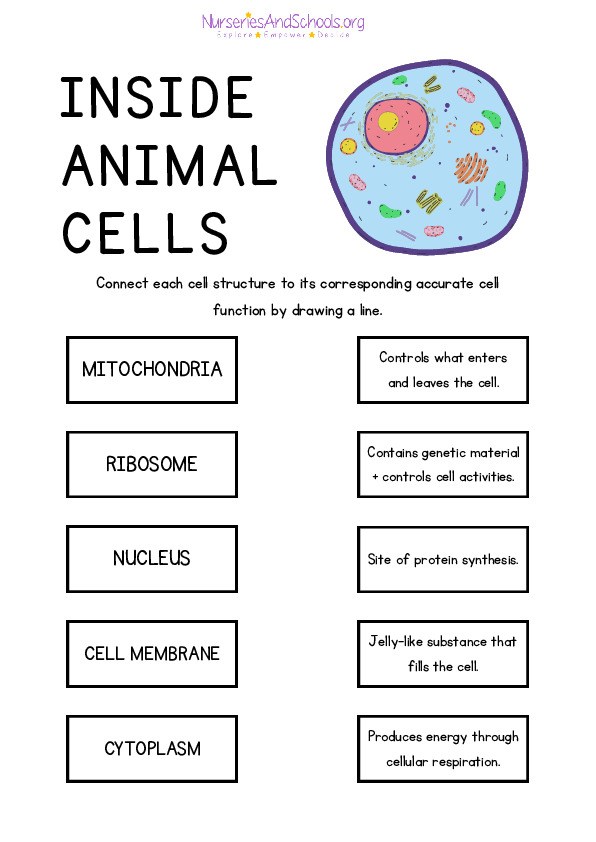 Animal Cells Matching Game Activity Worksheet