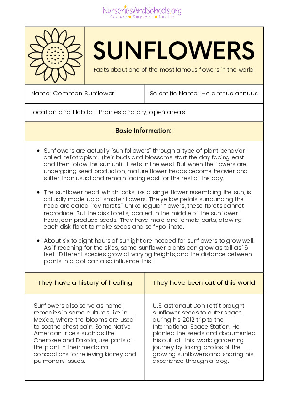 Sunflower Biology Worksheet