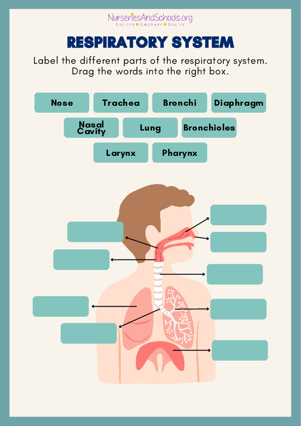 Respiratory System