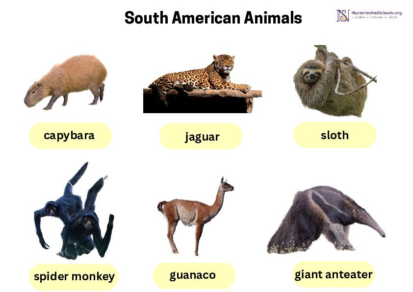 Montessori Activity- South American Animals Word Mat