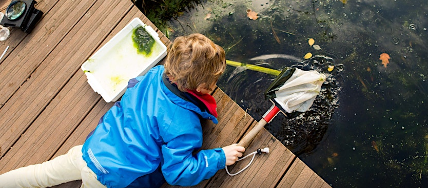 Pond Dipping