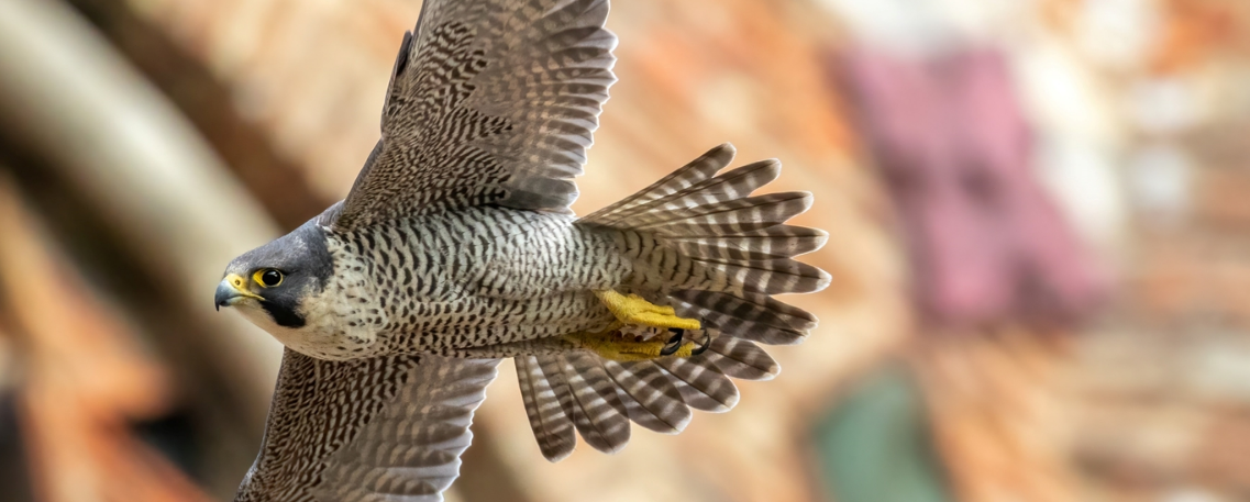 Peregrine Watch 2024