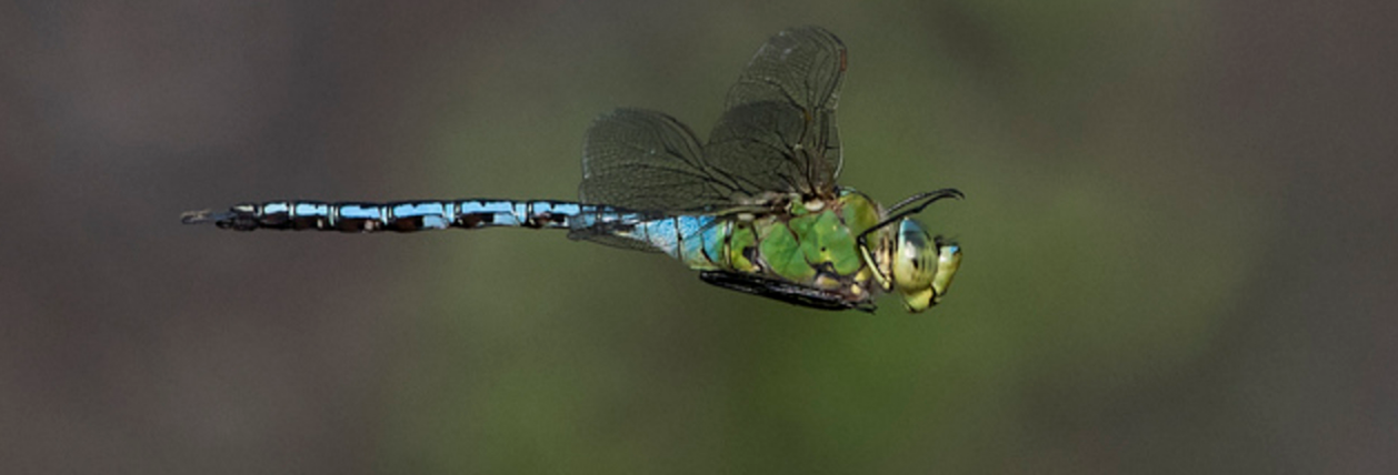 Dragonfly Walk at Panshanger Park