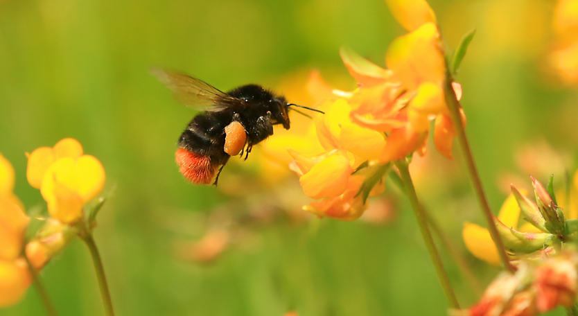 Solitary bees: A workshop