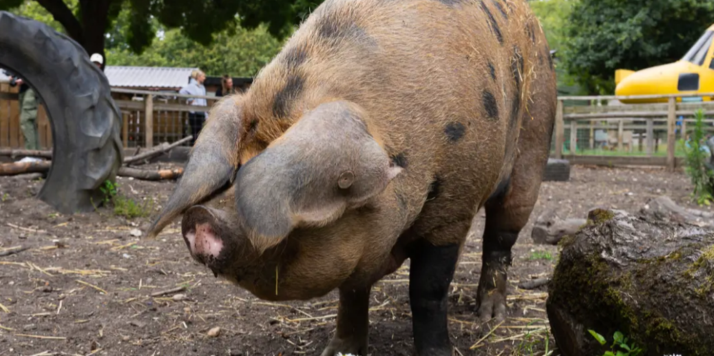 Rare Breeds Weekend