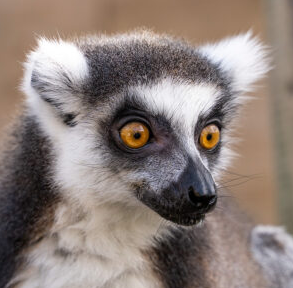 Lemur Weekend