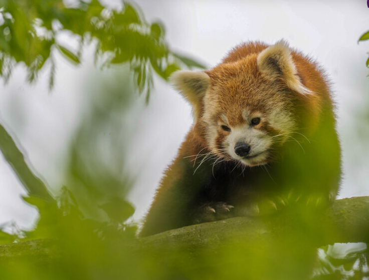 Red Panda Weekend