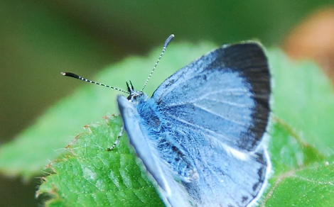 Butterfly Heaven