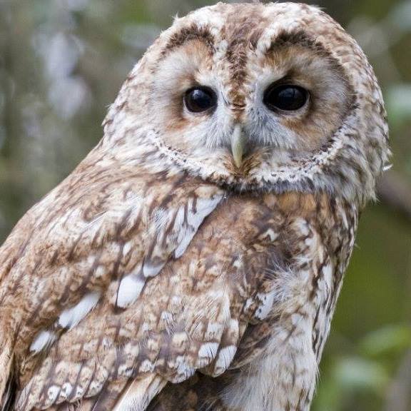 Suffolk Owl Sanctuary @SuffolkOwlSanctuary