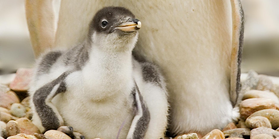 Welcome to Edinburgh Zoo: New Parents social!