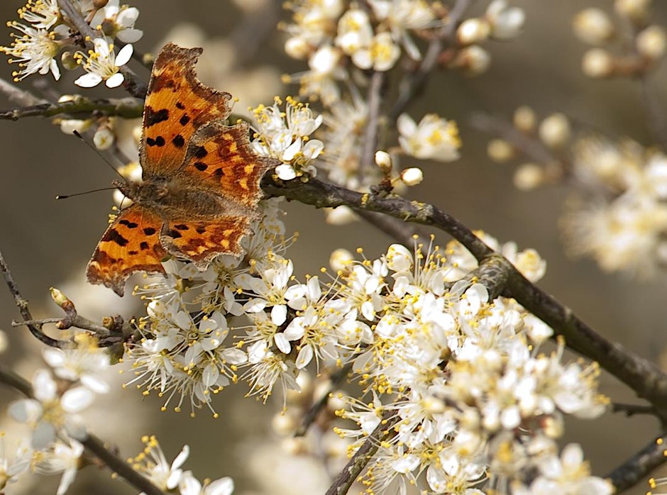 Blashford Lakes Wildlife Watch – Spring, seeds and spawn!