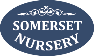 Somerset Nursery - Fitzroy