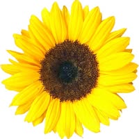 Sunflower Montessori Nursery